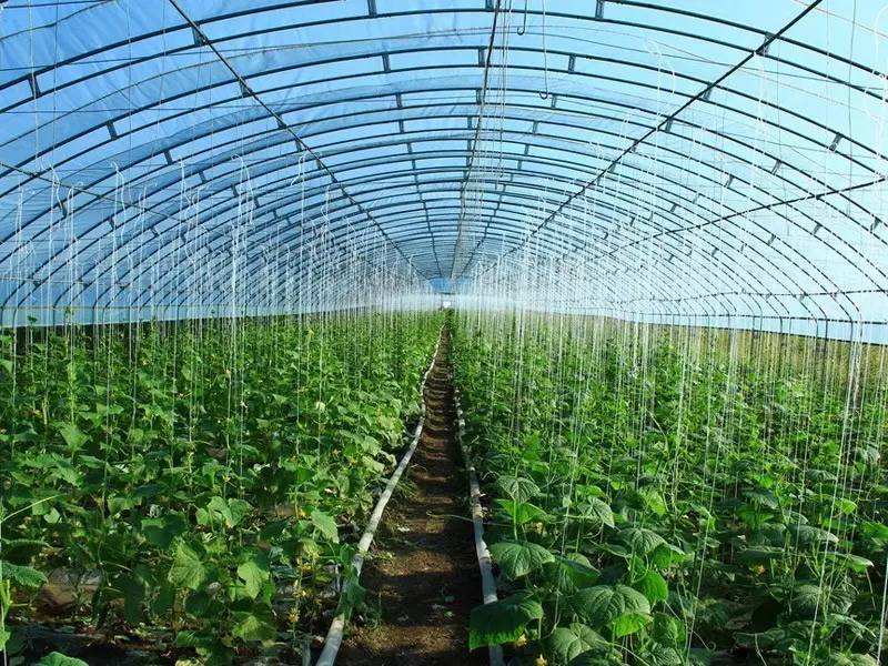 溫室大棚粘接膠水 蔬菜大棚漏水修補 溫室大棚覆膜膠水 大棚薄膜膠水 溫室蔬菜大棚薄膜膠水 溫室大棚粘接膠水 蔬菜大棚漏水修補 溫室大棚覆膜膠水 大棚薄膜膠水 溫室蔬菜大棚薄膜膠水